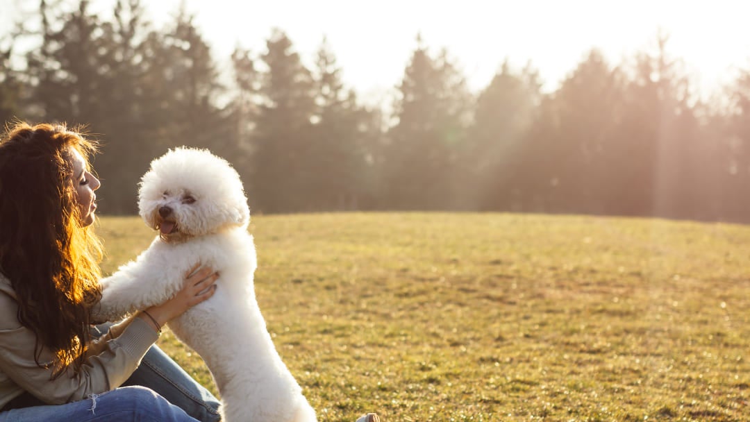 Curly haired dog breeds best sale